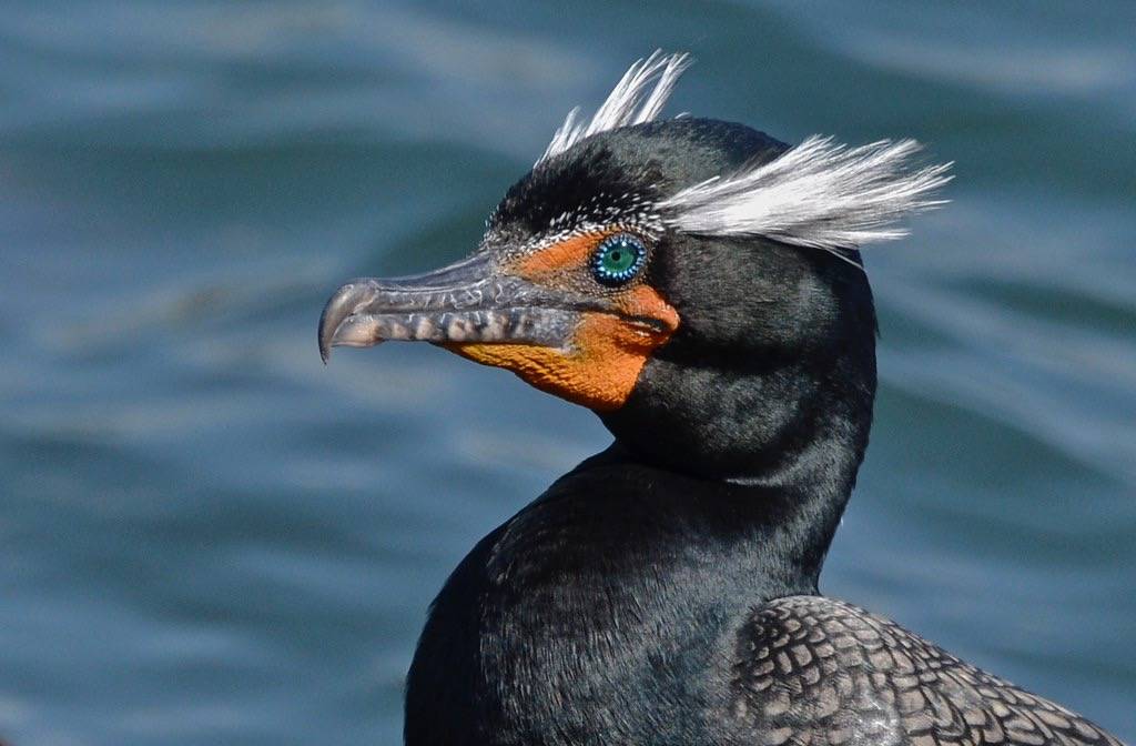 Double-Crested Cormorant - Explore #28 4-9-11 by goingslo is licensed under CC BY-NC-ND 2.0